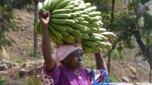 【動画】バナナ農家、ドスケベすぎるｗｗｗｗｗｗｗｗｗ