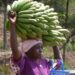 【動画】バナナ農家、ドスケベすぎるｗｗｗｗｗｗｗｗｗ